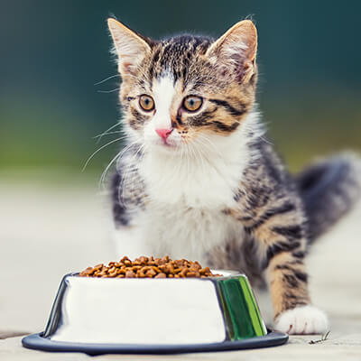 Tips for Feeding Your Cat